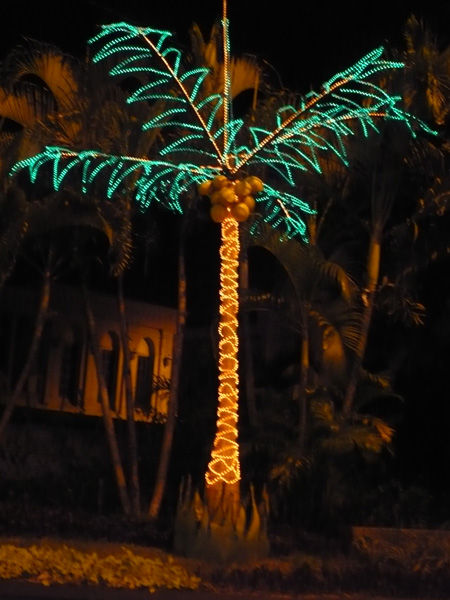 3-yogya-palm-a.jpg